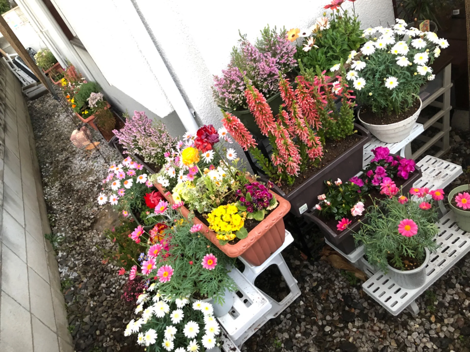 造園業者と一緒に暮らす観葉植物や花達。